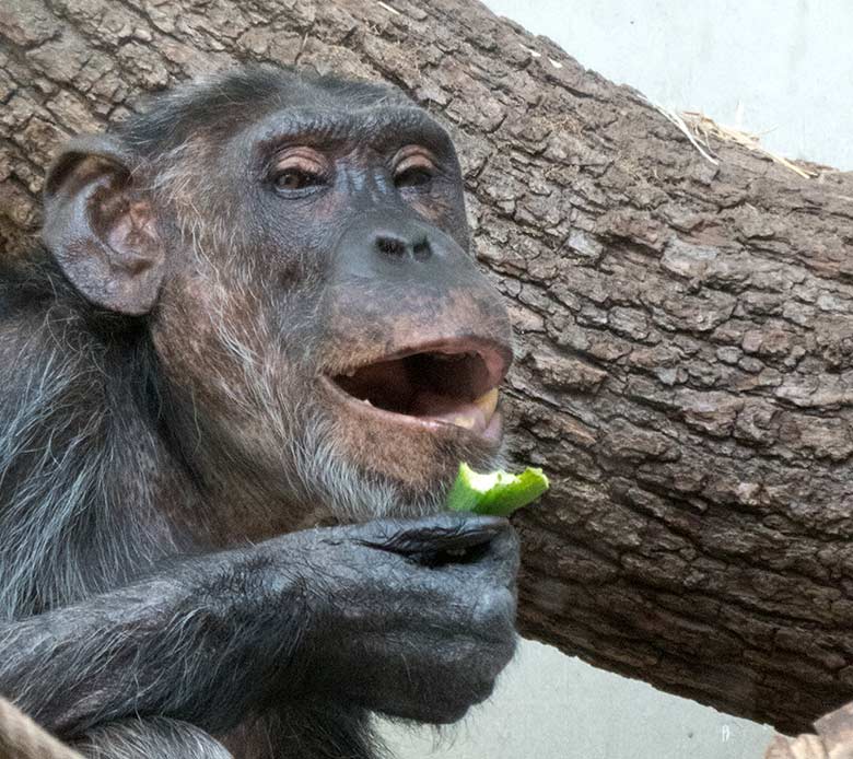 Schimpansin KITOTO am 11. August 2019 im Innengehege im Menschenaffen-Haus im Zoologischen Garten Wuppertal