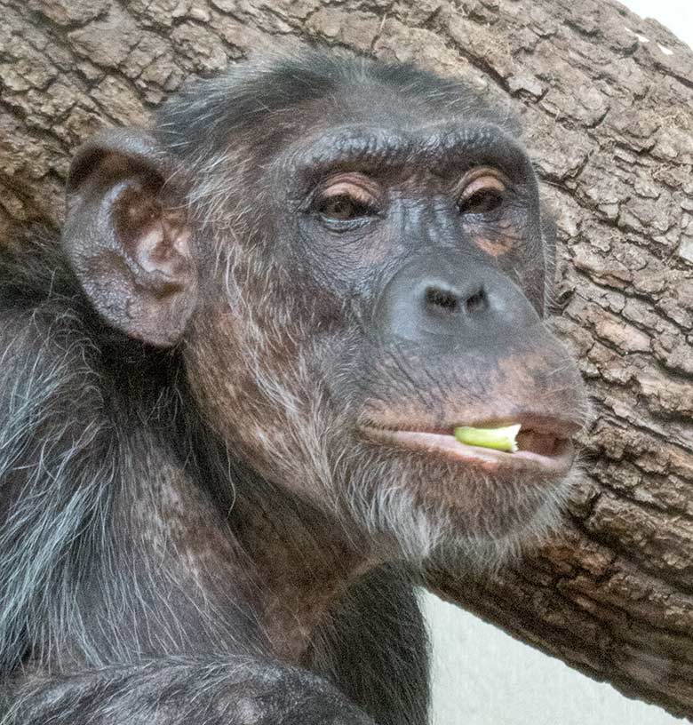 Schimpansin KITOTO am 11. August 2019 im Innengehege im Menschenaffen-Haus im Zoo Wuppertal