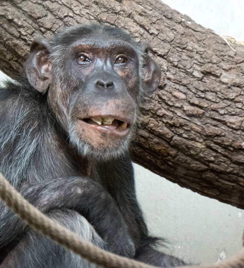 Schimpansin KITOTO am 11. August 2019 im Innengehege im Menschenaffen-Haus im Wuppertaler Zoo