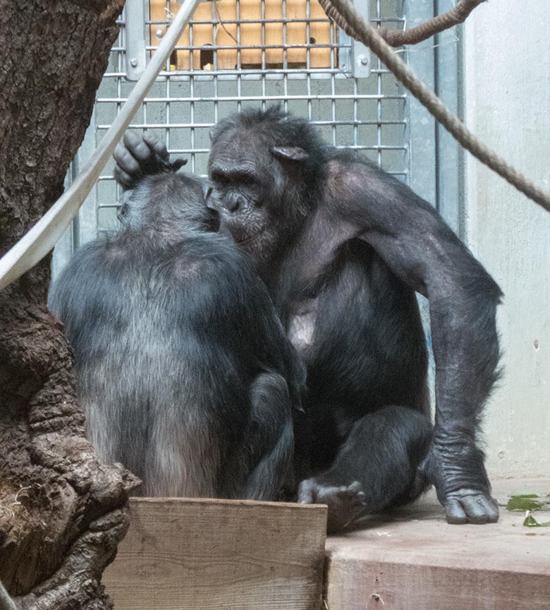 Schimpansin KITOTO und Schimpanse Epulu am 14. August 2019 beim harmonischen Grooming im Menschenaffen-Haus im Grünen Zoo Wuppertal