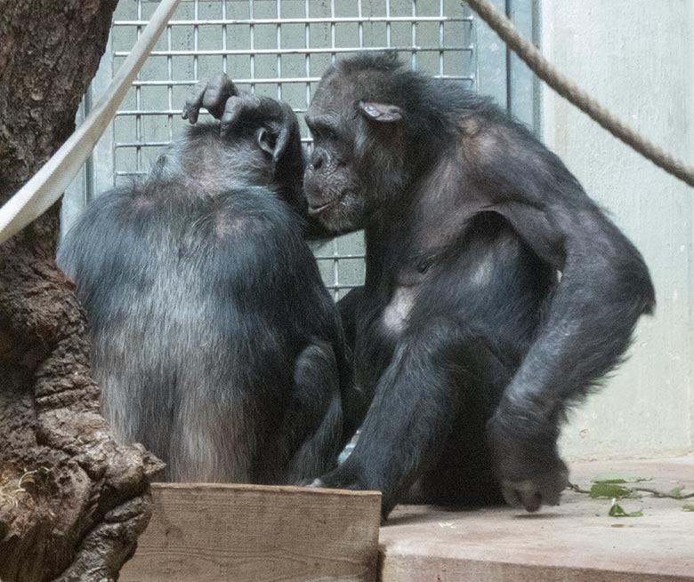 Schimpansin KITOTO und Schimpanse Epulu am 14. August 2019 beim harmonischen Grooming im Menschenaffen-Haus im Grünen Zoo Wuppertal