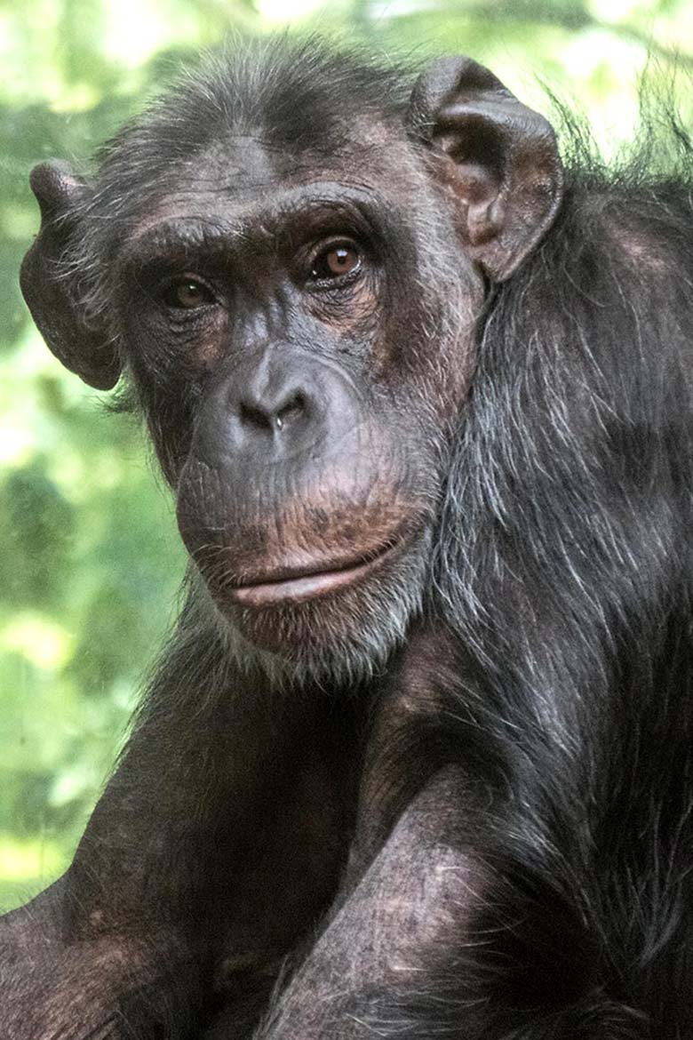 Schimpansin KITOTO am 14. August 2019 im Zoologischen Garten Wuppertal