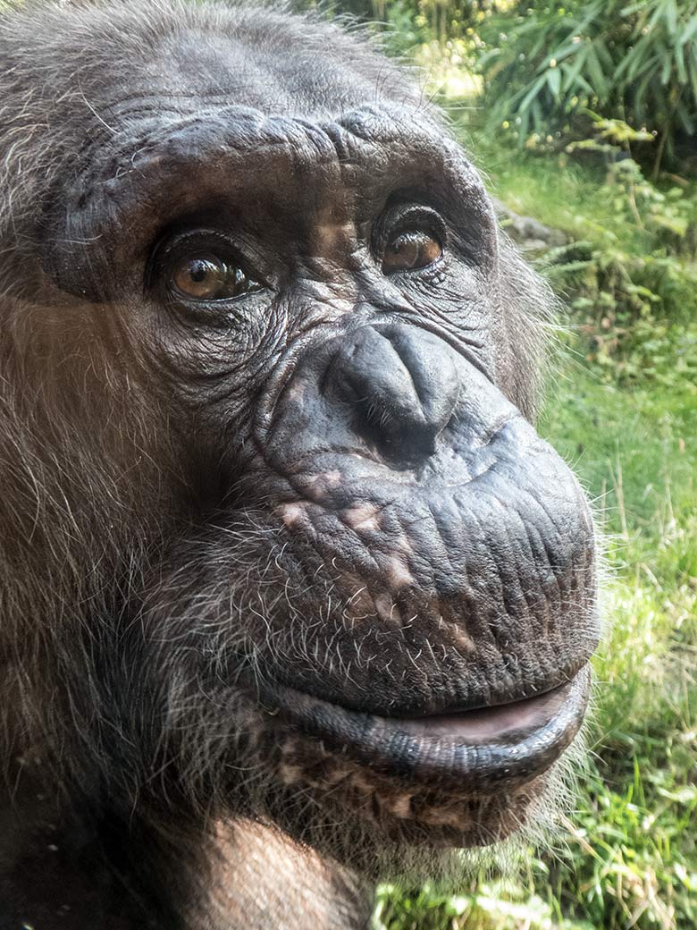 Schimpanse EPULU am 19. August 2019 auf der Außenanlage im Grünen Zoo Wuppertal