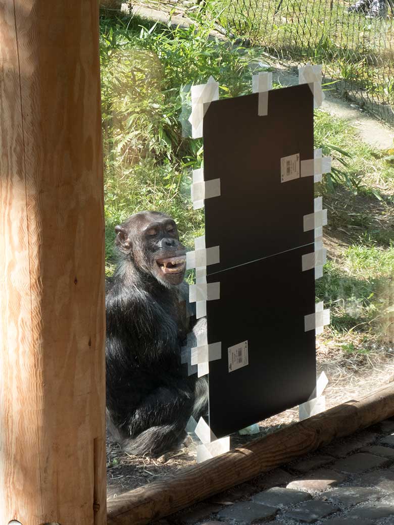 Schimpansin KITOTO beim Spiegeltest am 28. August 2019 an der Scheibe der Außenanlage im Grünen Zoo Wuppertal