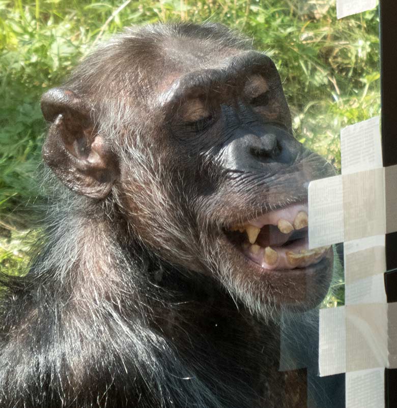 Schimpansin KITOTO beim Spiegeltest am 28. August 2019 an der Scheibe der Außenanlage im Zoologischen Garten Wuppertal