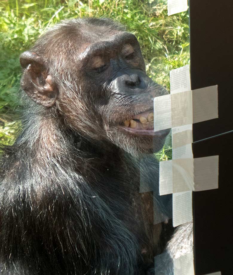 Schimpansin KITOTO beim Spiegeltest am 28. August 2019 an der Scheibe der Außenanlage im Zoo Wuppertal