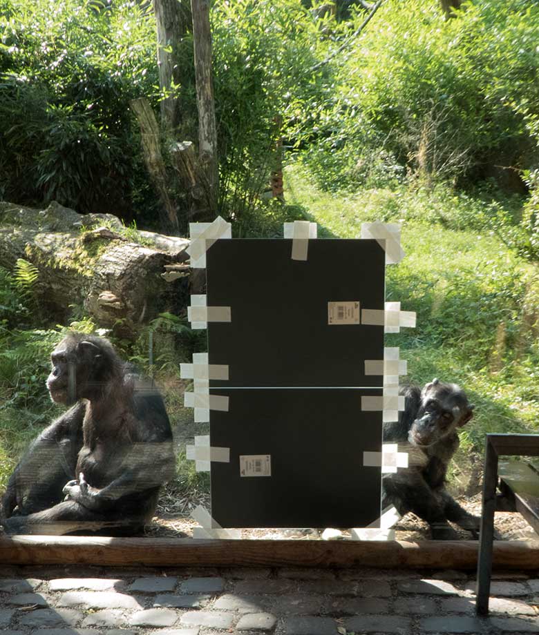 Schimpanse EPULU und Schimpansin KITOTO beim Spiegeltest am 28. August 2019 an der Scheibe der Außenanlage im Wuppertaler Zoo