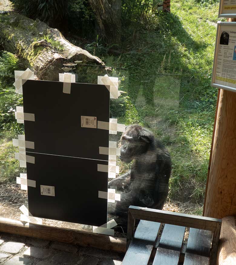 Schimpanse EPULU beim Spiegeltest am 28. August 2019 an der Scheibe der Außenanlage im Grünen Zoo Wuppertal