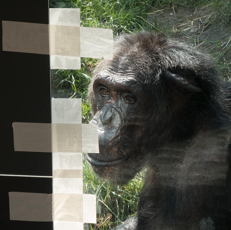 Schimpanse Epulu beim Spiegeltest am 28. August 2019 an der Scheibe der Außenanlage im Zoologischen Garten der Stadt Wuppertal