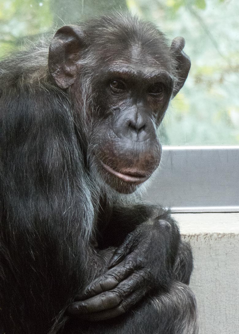 Schimpansin KITOTO am 8. September 2019 im Grünen Zoo Wuppertal