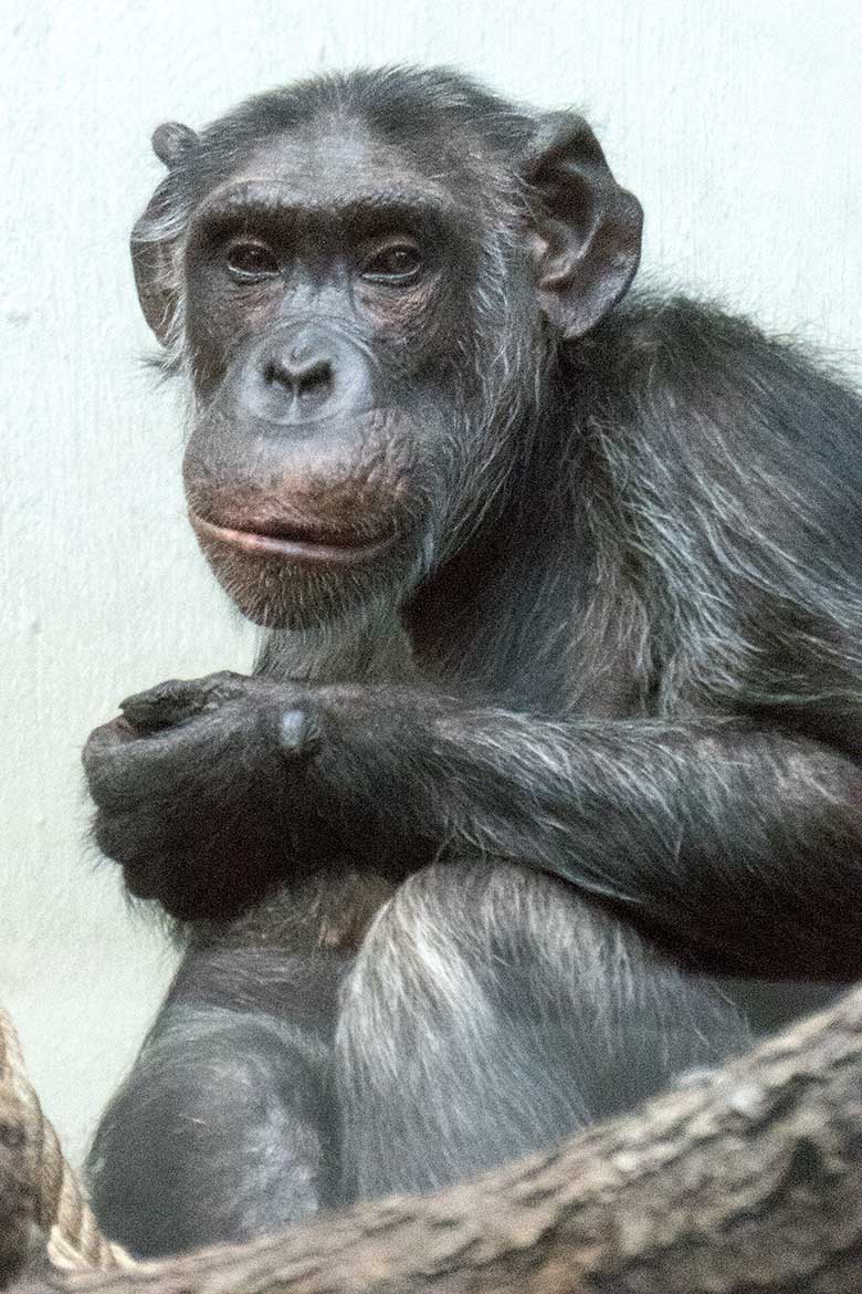 Schimpansin KITOTO am 12. September 2019 im Innengehege im Menschenaffen-Haus im Grünen Zoo Wuppertal