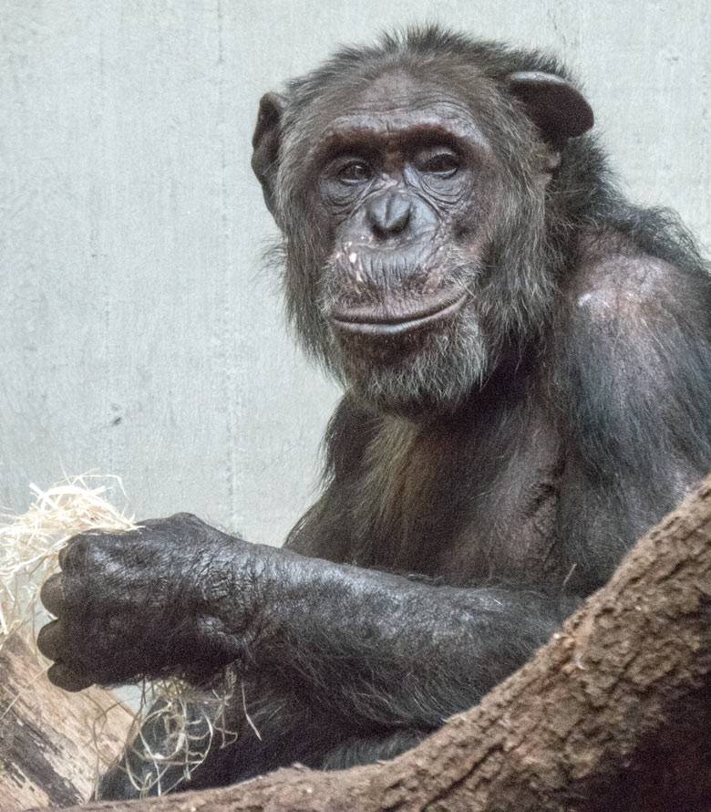 Schimpanse EPULU am 18. September 2019 im Wuppertaler Zoo