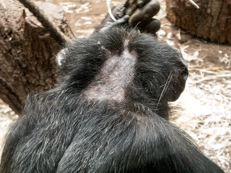 Schimpanse EPULU am 18. September 2019 im Zoo Wuppertal. Epulus Nacken wurde für medizinische Zwecke ausrasiert