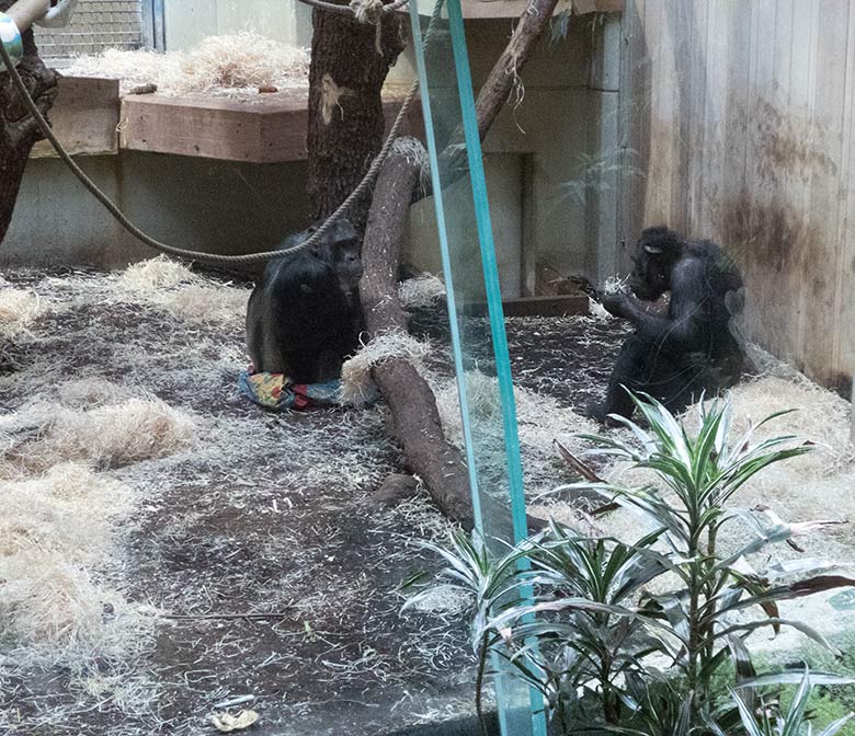 Schimpansin KITOTO und Schimpanse EPULU am 29. September 2019 im Menschenaffen-Haus im Grünen Zoo Wuppertal