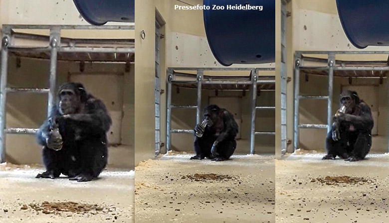 Blick hinter die Kulissen: Schimpanse Epulu kurz nach seiner Ankunft im Zoo Heidelberg. Er wirkt entspannt und hat bereits getrunken – ein  gutes Zeichen. Auch von den braunen Futterpellets im Vordergrund hat er bereits gefressen (Pressefoto Zoo Heidelberg)