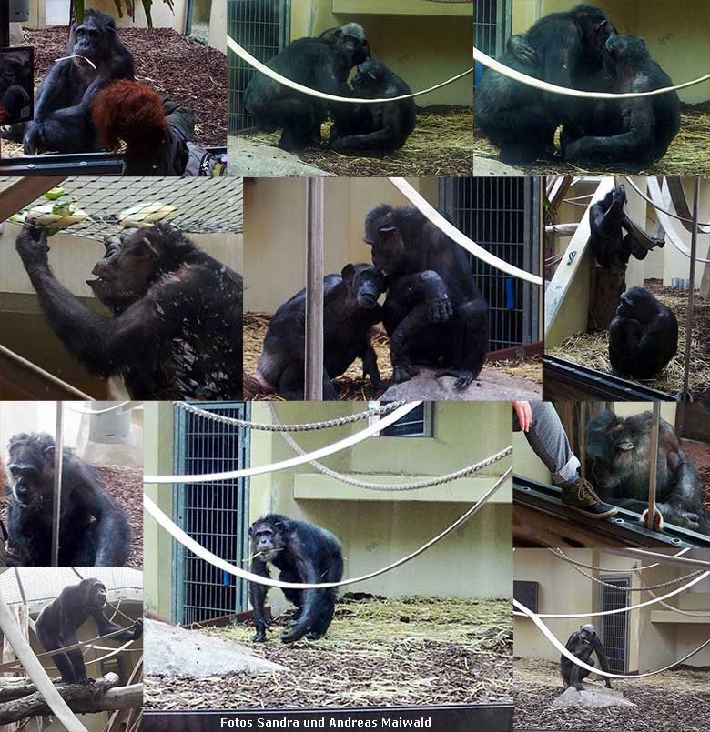 Collage Schimpanse EPULU am 18. und 19. Dezember 2019 im Zoo Heidelberg (Fotos Sandra und Andreas Maiwald)