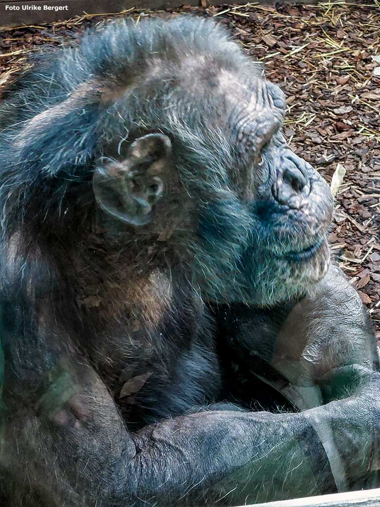 Schimpanse EPULU am 10. Februar 2023 im Zoo Heidelberg (Foto Ulrike Bergert)
