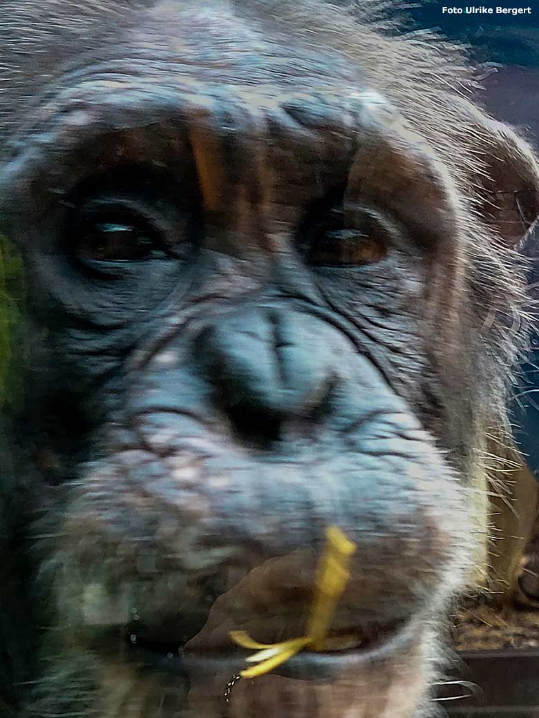 Schimpanse EPULU am 10. Februar 2023 im Zoo Heidelberg (Foto Ulrike Bergert)
