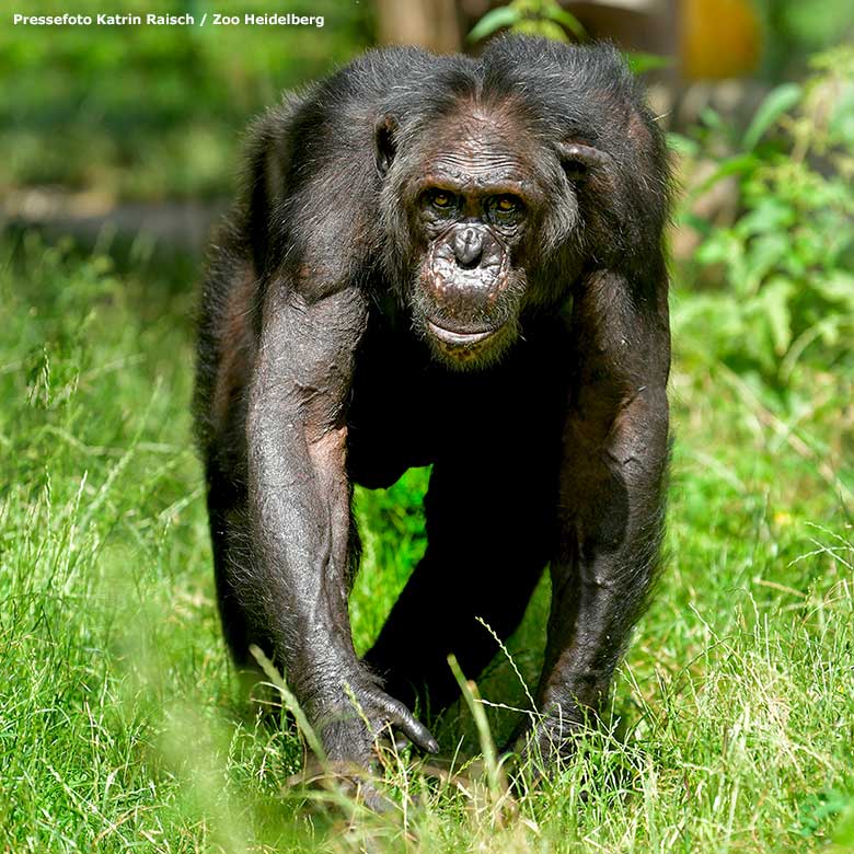 Schimpanse EPULU an seinem 55. Geburtstag am 23. Juni 2023 im Zoo Heidelberg (Pressefoto Katrin Raisch / Zoo Heidelberg)