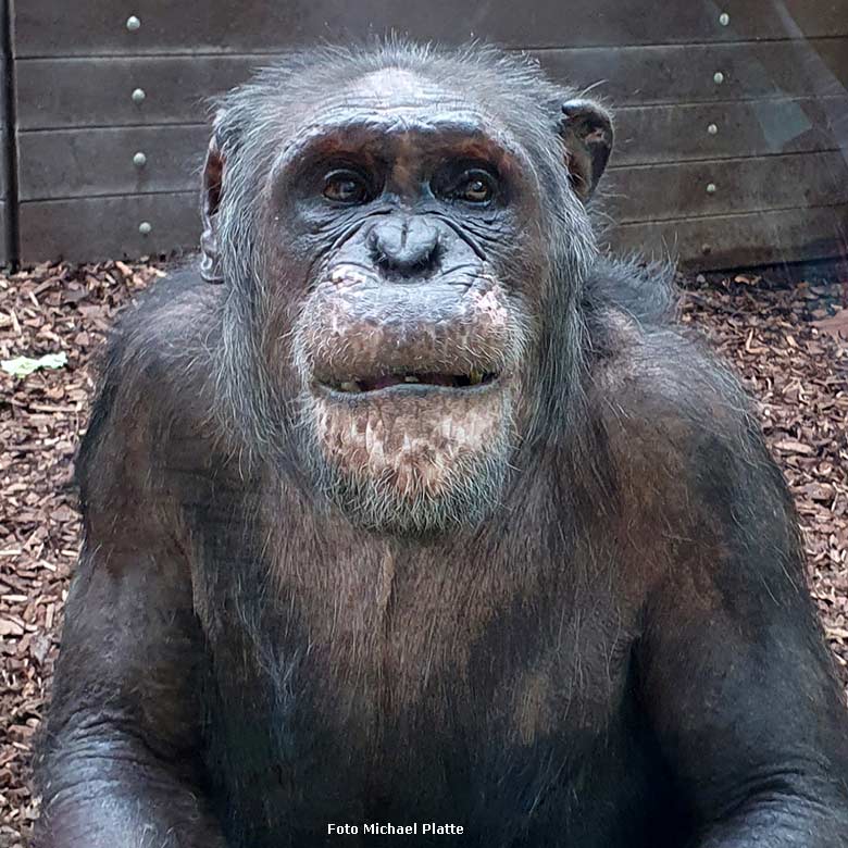 Schimpanse EPULU am 8. Mai 2024 im Zoo Heidelberg (Foto Michael Platte)