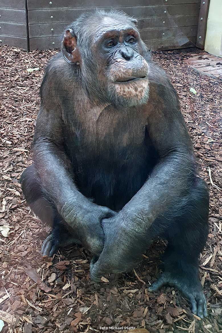 Schimpanse EPULU am 8. Mai 2024 im Zoo Heidelberg (Foto Michael Platte)