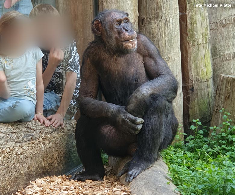 Schimpanse EPULU am 9. Mai 2024 im Zoo Heidelberg (Foto Michael Platte)