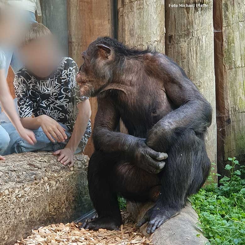 Schimpanse EPULU am 9. Mai 2024 im Zoo Heidelberg (Foto Michael Platte)