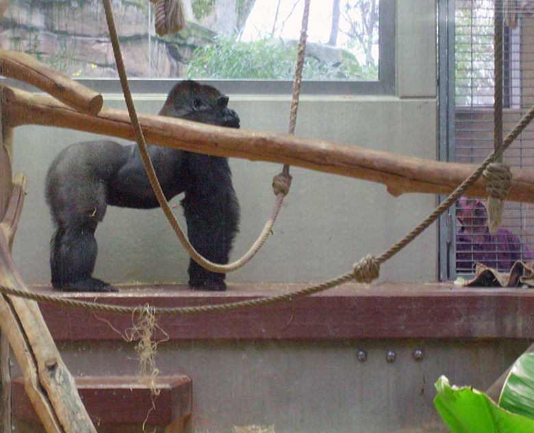 Westlicher Flachlandgorilla im Zoologischen Garten Wuppertal am 28. November 2009