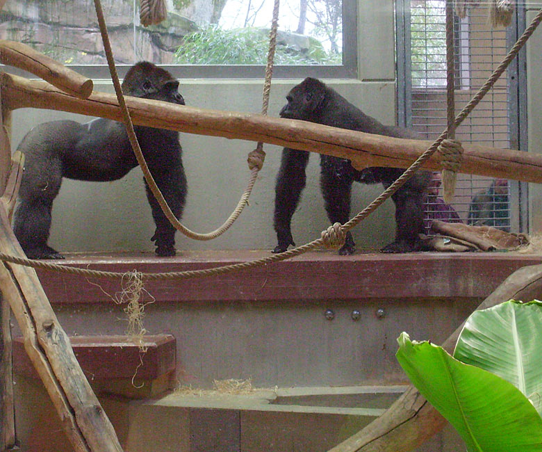 Westliche Flachlandgorillas im Zoo Wuppertal am 28. November 2009