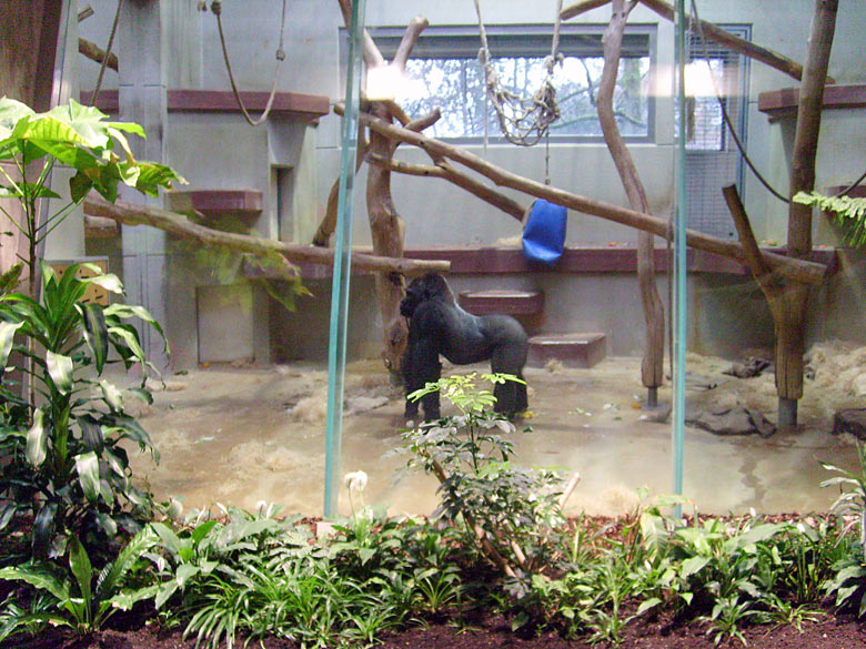 Westlicher Flachlandgorilla im Zoologischen Garten Wuppertal am 28. November 2009