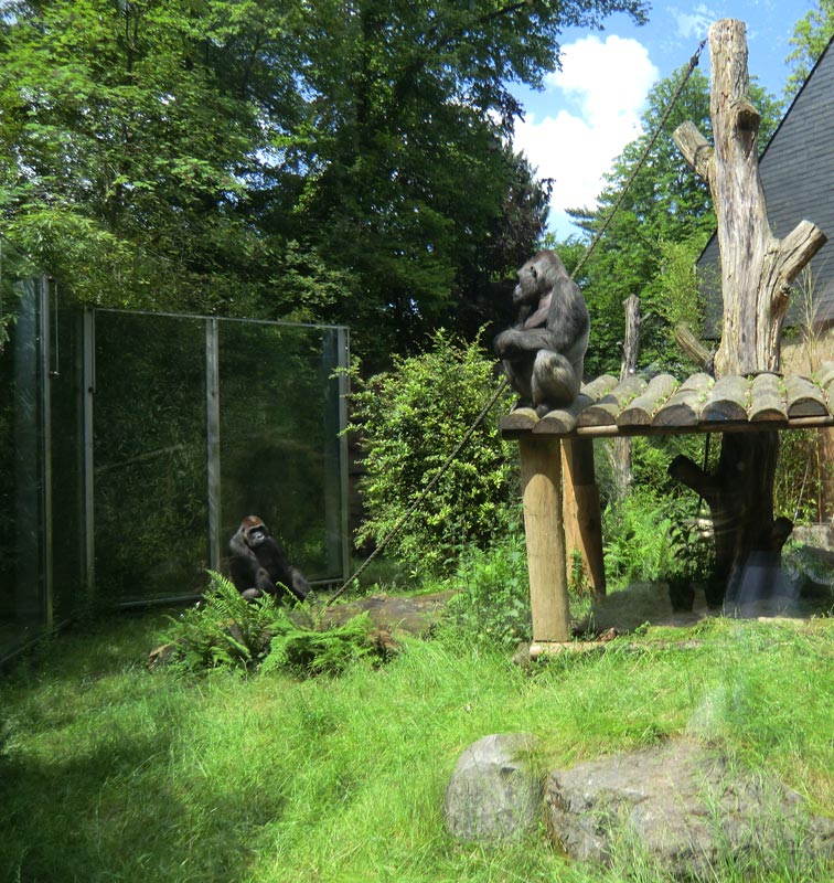 Westlicher Flachlandgorilla VIMOTO im Zoo Wuppertal im Mai 2014