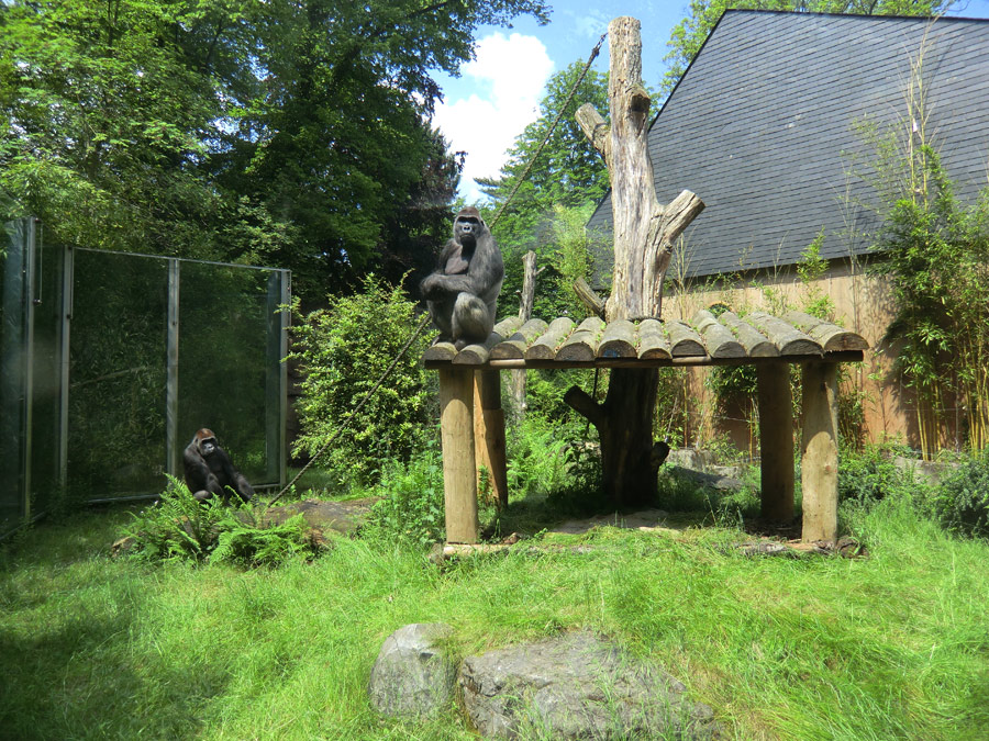 Westlicher Flachlandgorilla VIMOTO im Zoologischen Garten Wuppertal im Mai 2014