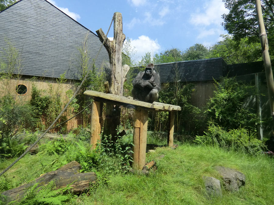 Westlicher Flachlandgorilla VIMOTO im Zoologischen Garten Wuppertal im Mai 2014