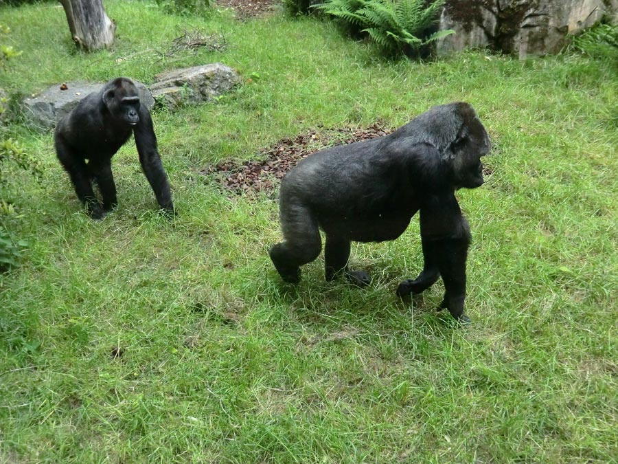 Westliche Flachlandgorillas im Zoo Wuppertal im Mai 2014