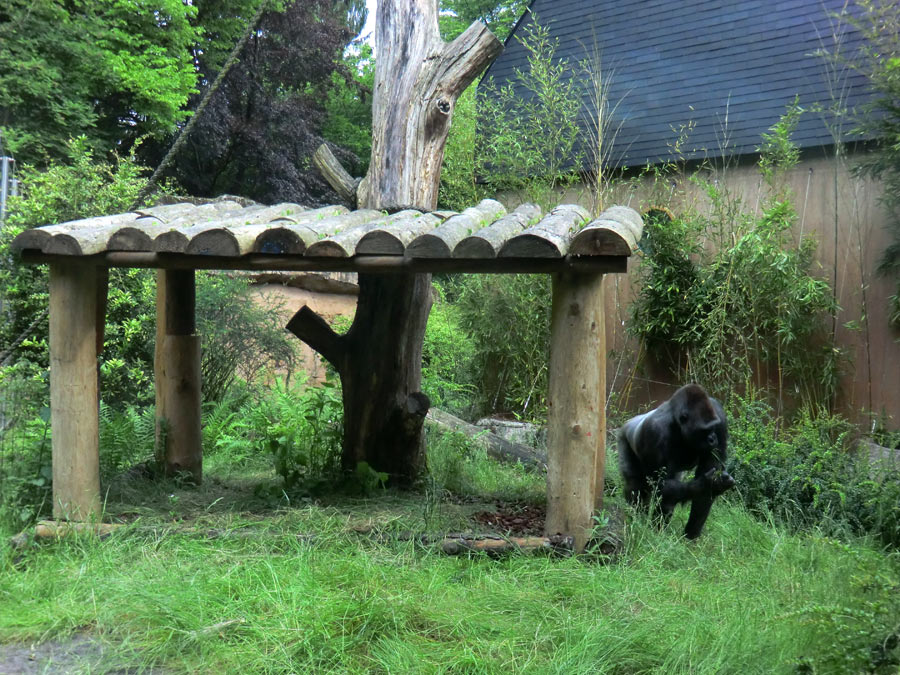 Westlicher Flachlandgorilla VIMOTO im Wuppertaler Zoo im Juni 2014