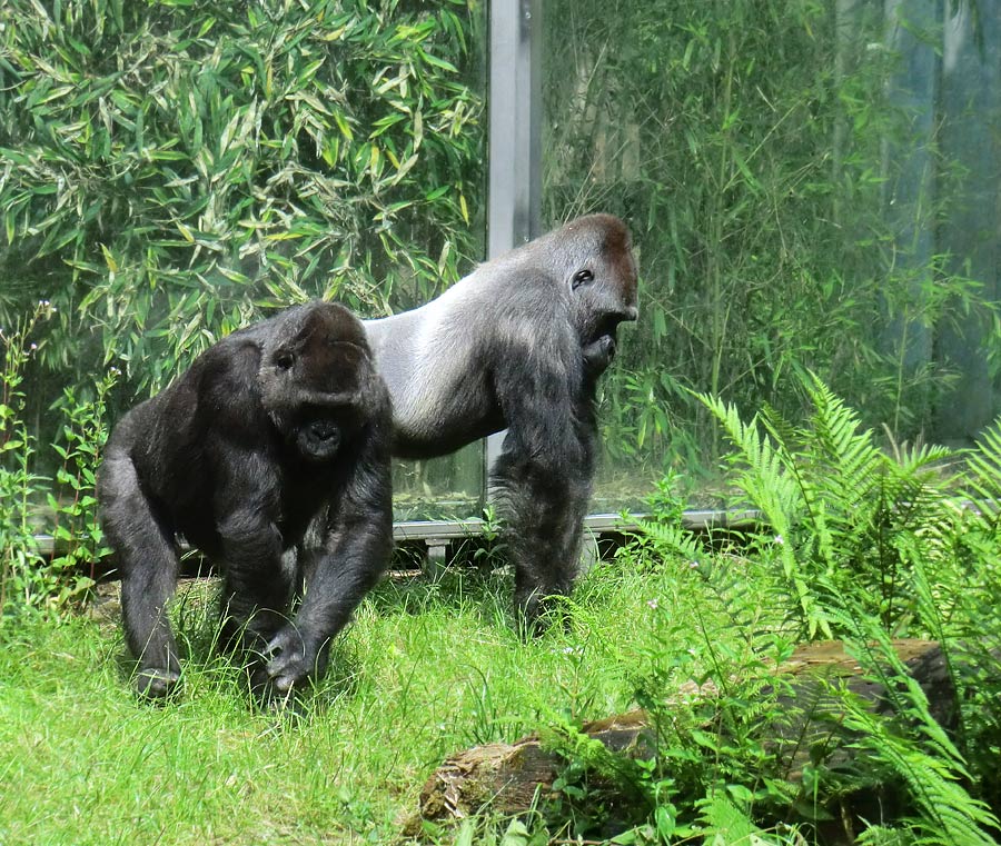 Westliche Flachlandgorillas im Zoologischen Garten Wuppertal im Juni 2014