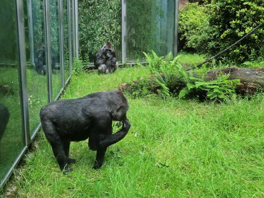 Westliche Flachlandgorillas im Zoo Wuppertal im Juni 2014