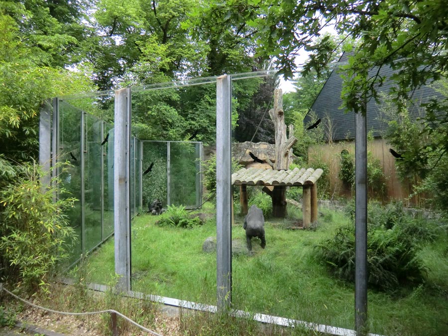 Außenanlage für die Westlichen Flachlandgorillas im Wuppertaler Zoo im Juni 2014