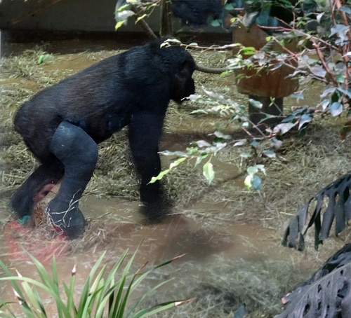 Gorilla-Weibchen "Roseli" am 7. November 2015 im Grünen Zoo Wuppertal
