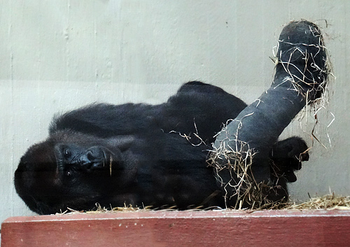 Gorilla-Weibchen "Roseli" mit einem schwarzen Gipsverband am rechten Fuß im November 2015 im Zoologischen Garten der Stadt Wuppertal