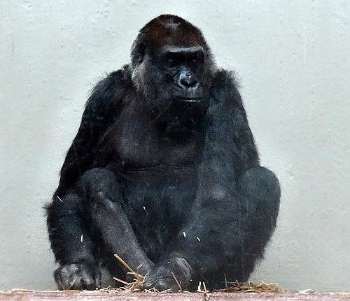 Gorilla-Weibchen "Roseli" ohne schwarzen Gipsverband am rechten Fuß Mitte November 2015 im Zoologischen Garten der Stadt Wuppertal