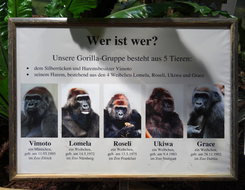 Schautafel zur Gorilla-Gruppe am 8. Dezember 2015 im Menschenaffenhaus im Grünen Zoo Wuppertal