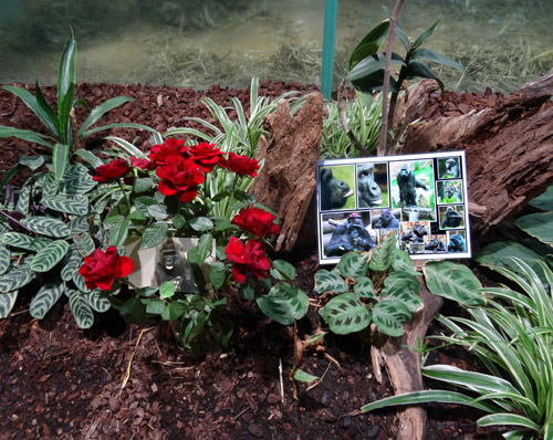 Blumen der Trauer und Bilder zur Erinnerung an das Gorilla-Weibchen "Lomela" am 16. Dezember 2015 im Zoologischen Garten der Stadt Wuppertal