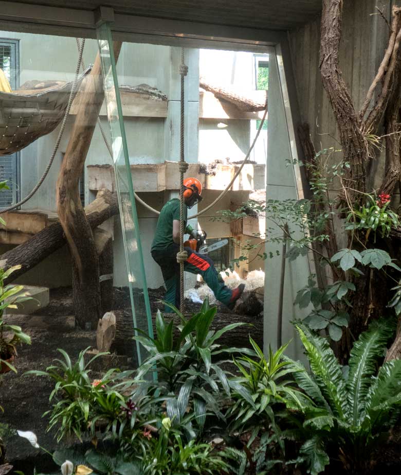 Sägearbeiten im Gehege der Westlichen Flachlandgorillas am 20. Juli 2018 im Menschenaffenhaus im Wuppertaler Zoo
