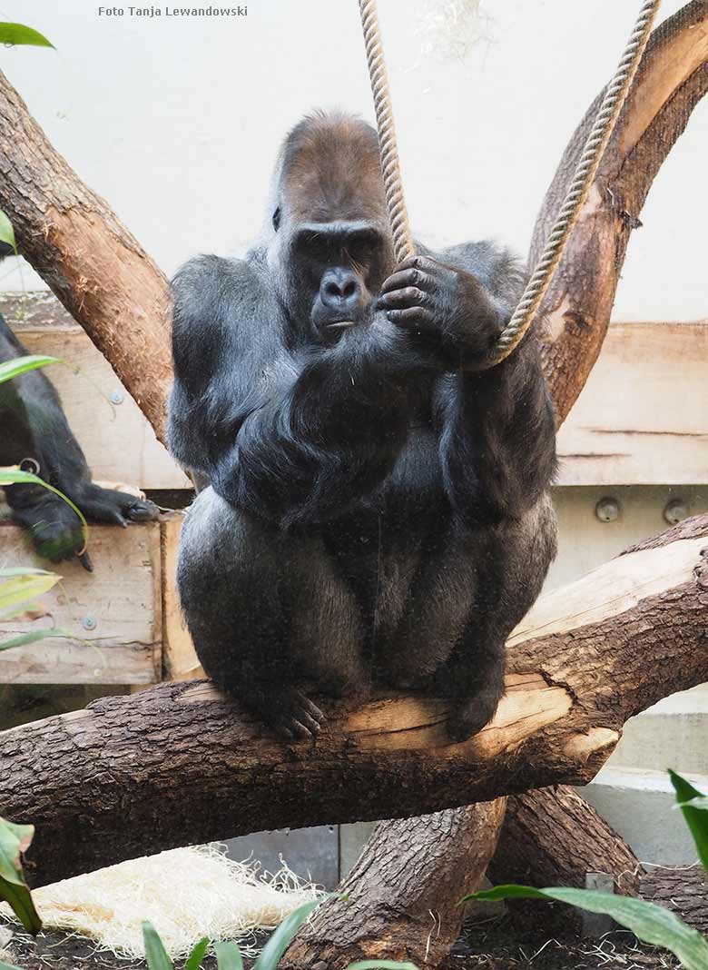 Gorilla-Silberrücken VIMOTO am 1. September 2018 im Innengehege im Menschenaffenhaus im Grünen Zoo Wuppertal (Foto Tanja Lewandowski)