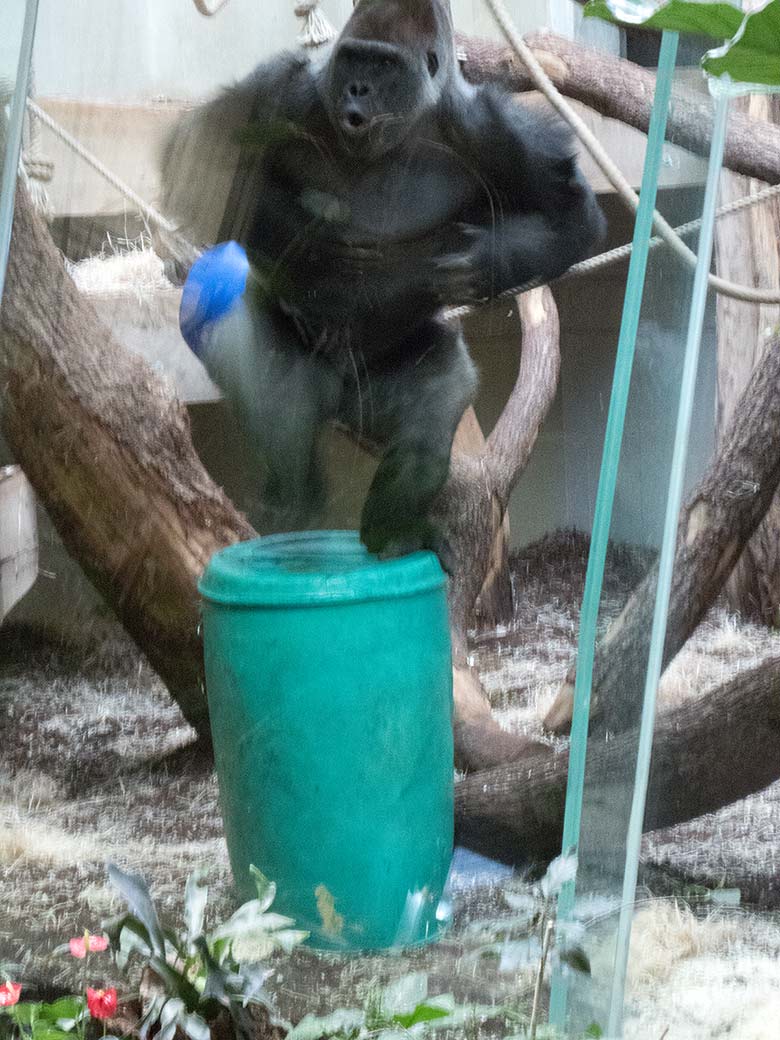 Brusttrommelnder Westlicher Flachlandgorilla Silberrücken VIMOTO am 17. Februar 2019 im Menschenaffen-Haus im Wuppertaler Zoo