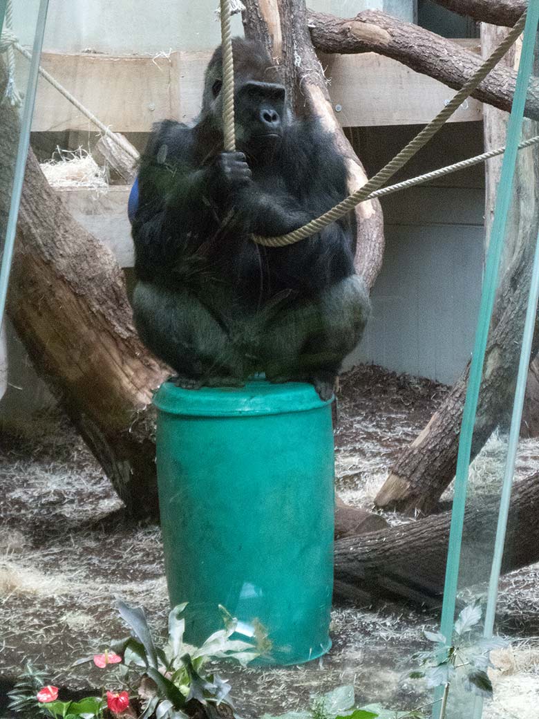 Westlicher Flachlandgorilla Silberrücken VIMOTO am 17. Februar 2019 im Menschenaffen-Haus im Zoologischen Garten Wuppertal