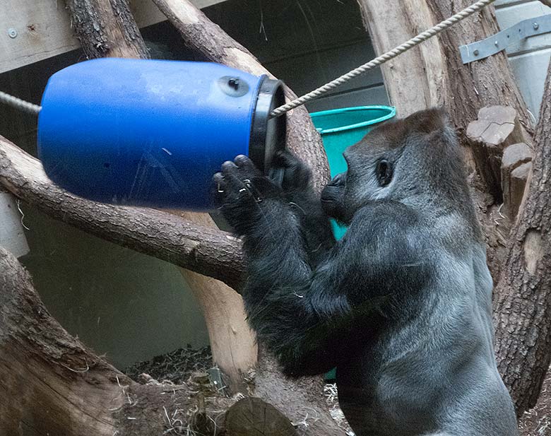 Westlicher Flachlandgorilla Silberrücken Vimoto am 13. April 2019 im Menschenaffen-Haus im Zoo Wuppertal