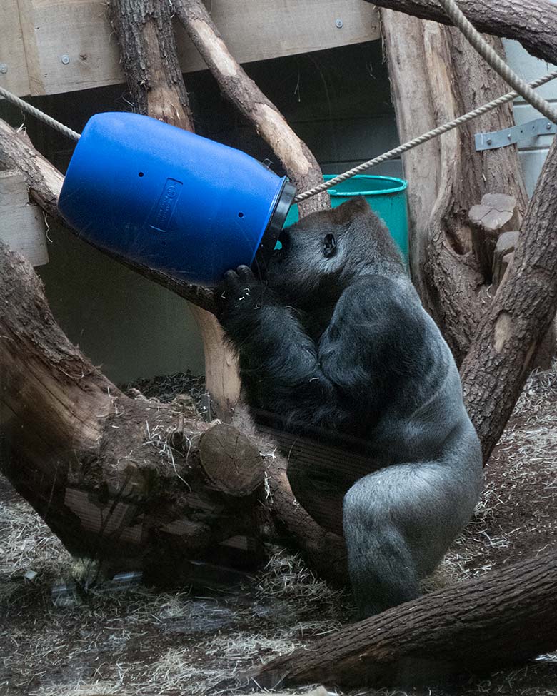 Westlicher Flachlandgorilla Silberrücken Vimoto am 13. April 2019 im Menschenaffen-Haus im Wuppertaler Zoo