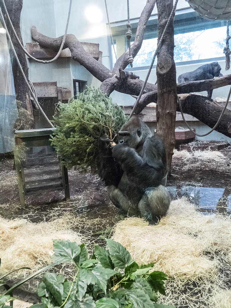 Gorilla-Silberrücken VIMOTO mit Tannenbaum am 6. Januar 2020 im Menschenaffen-Haus im Zoologischen Garten Wuppertal